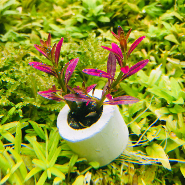 Rotala ramosior 'Florida' (2 Stems / 1 POT) – Green Chapter