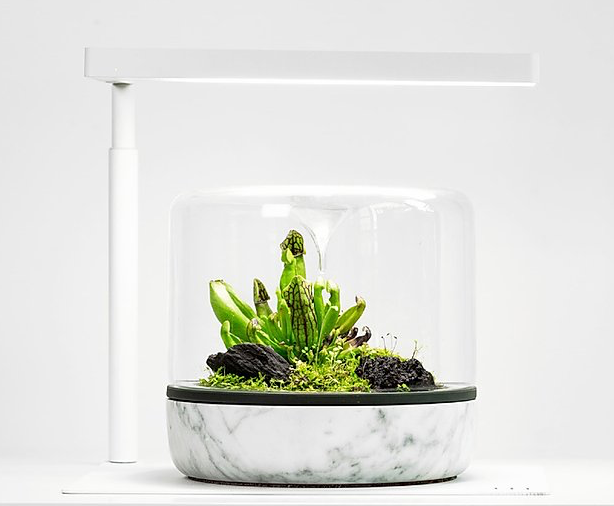 Terrarium & Gardening – Green Chapter