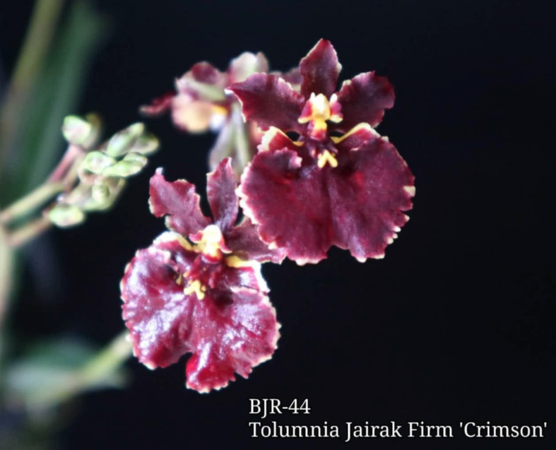 Tolumnia Jairak Firm 'Crimson' (BJR 44)