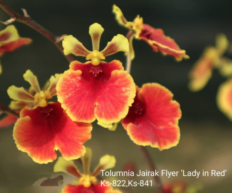 Tolumnia Jairak Flyer 'Lady in Red' (KS-822/841)