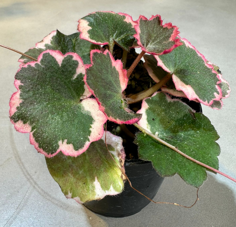 Begonia Strawberry (Variegated)