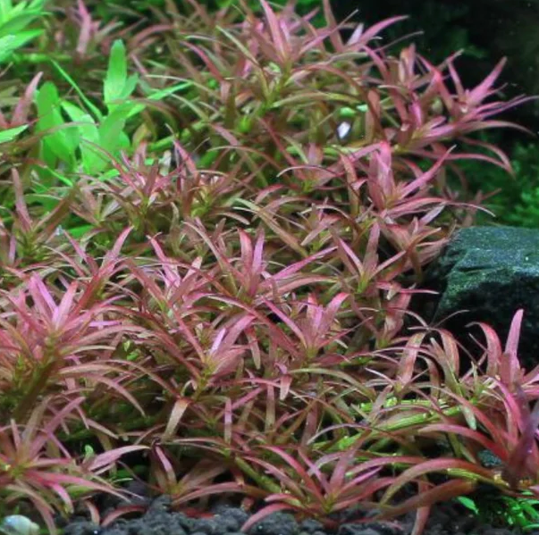 Rotala mexicana gioas (1 POT/ 3 Stems)