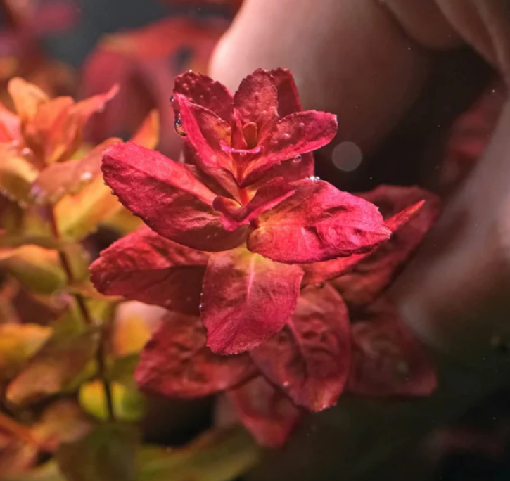 Rotala Mini Butterfly (1 POT/ 3 Stems)