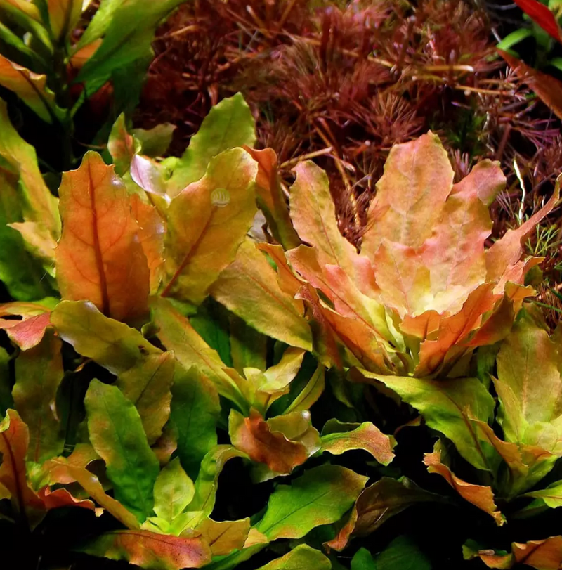 Ludwigia sphaerocarpa (1 POT / 1 Stem)