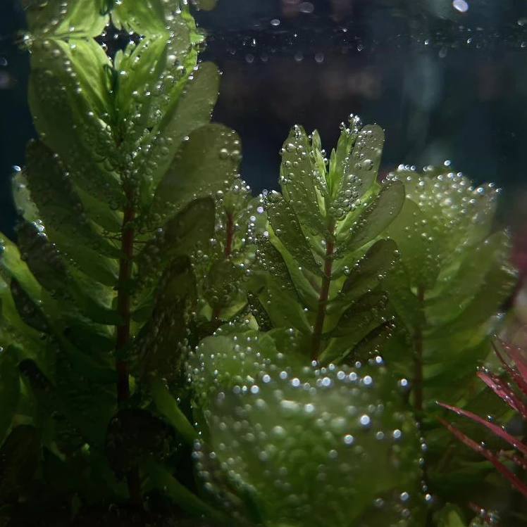 Rotala Tulunadensis (2 Stems / 1 POT)