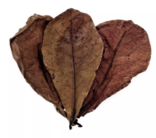 MOFISH Terminalia leaves (~20pc)