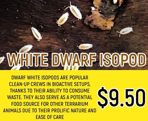 White Dwarf Isopod (10-20PC)