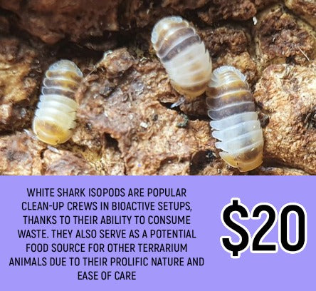 White Shark Isopods