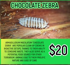 Chocolate Zebra Isopods (5-7PC)