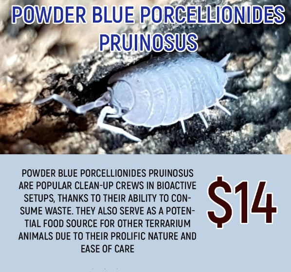 Porcellionides pruinosus "Powder Blue" (20PC)