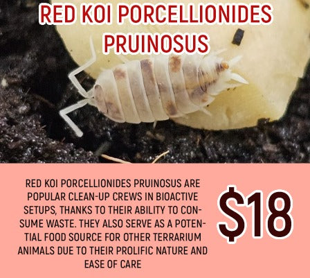 Porcellionides pruinosus Red Koi (20PC)