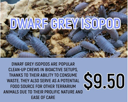 Dwarf Grey Isopods (10-20PC)