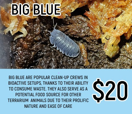 Big Blue Isopods (5-7PC)