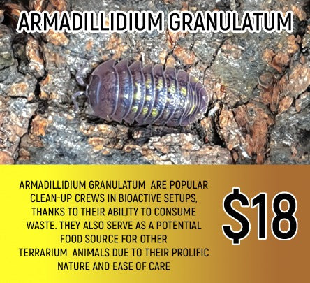 Armadillium granulatum ((5-7PC)