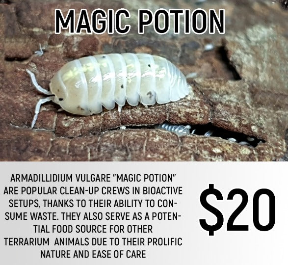 Armadillidium vulgare "Magic Potion" (5-7PC)