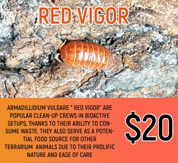 Armadillidium vulgare "Red Vigor" (5-7PC)