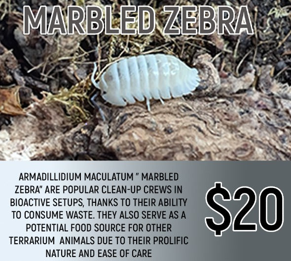 Armadillium maculatum "Marbled Zebra" (5-7PC)