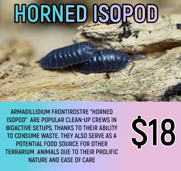 Armadillidium frontirostre "Horned Isopod" (5-7PC)