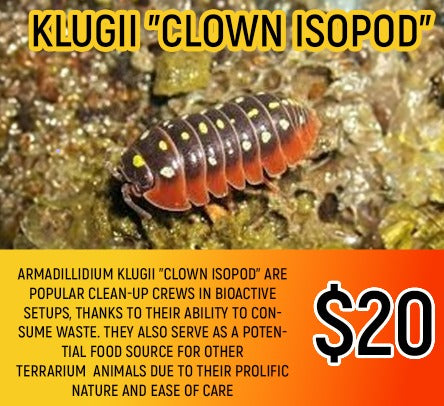 Armadillium klugii (Clown isopod / 5-7PC)