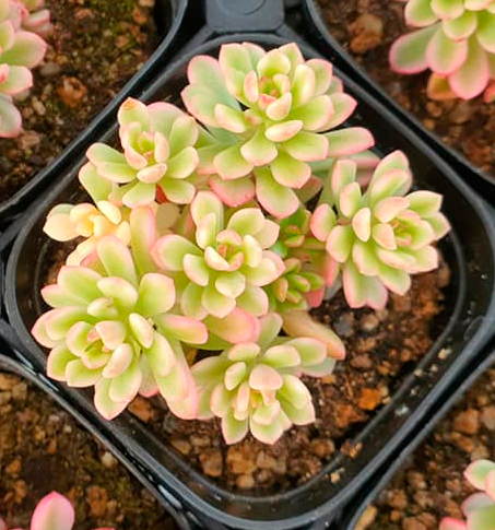 S&CPO524 - (035) Sedum 'Joyce tulloch'  Variegated