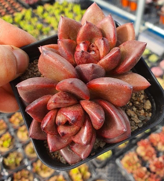 S&CPO524 - (047) Echeveria fine rose