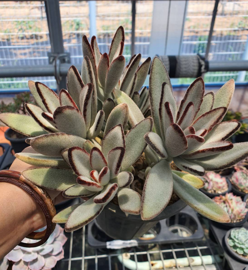 S&CPO77 - (019) Kalanchoe tomentosa 