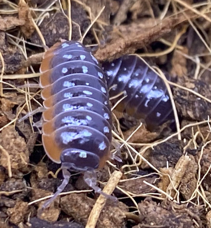 Armadillium klugii (Clown isopod / 5-7PC)