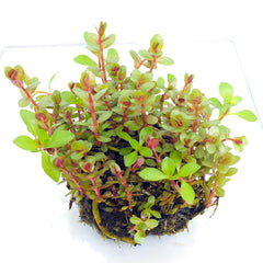 Wabi Kusa (Stem / Rotala red) – Green Chapter