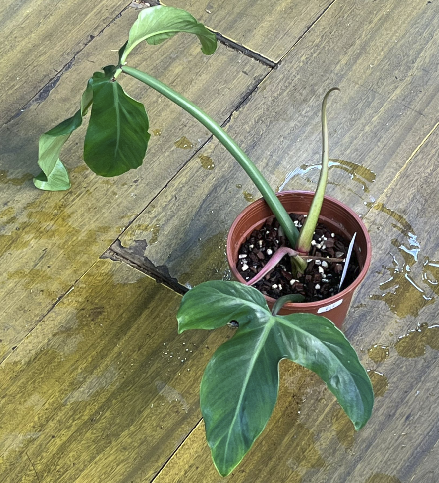 Philodendron Tripartitum – Green Chapter