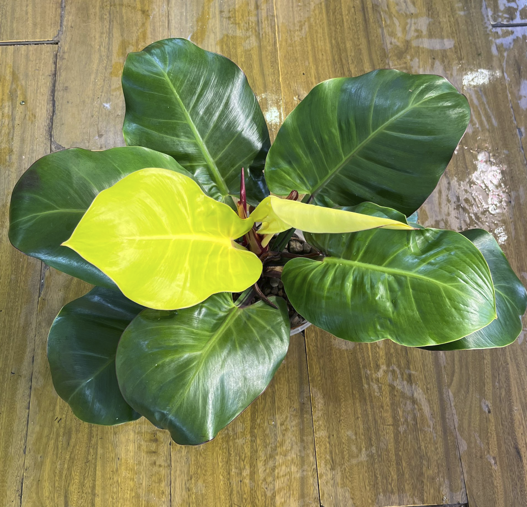 Philodendron Yellow Flame